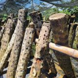 112/08/19、8/20 masa'opo helaw原鄉部落體驗-苗栗南庄 活動照片 5