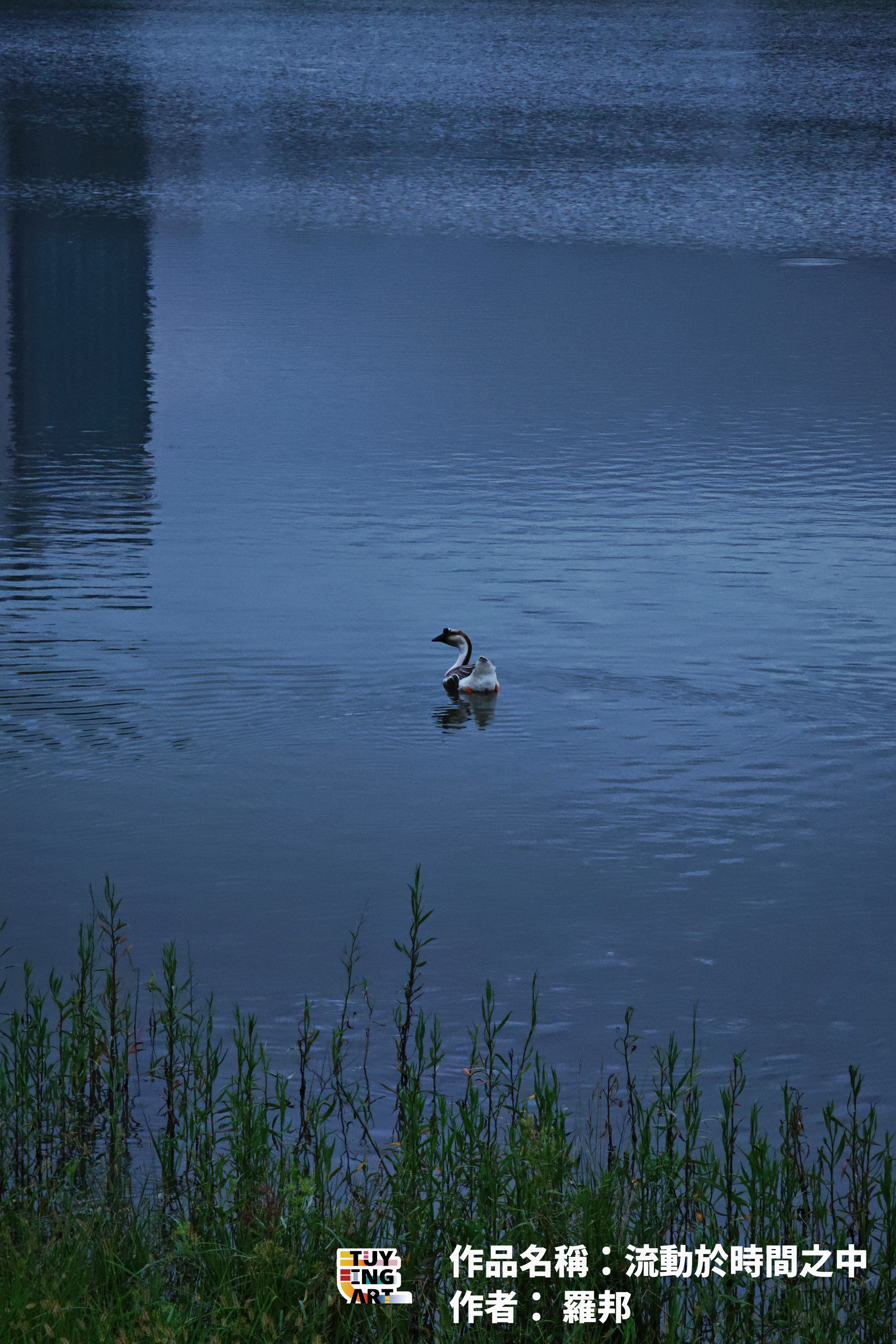 2025 TuyingART入圍作品 自然與生態組